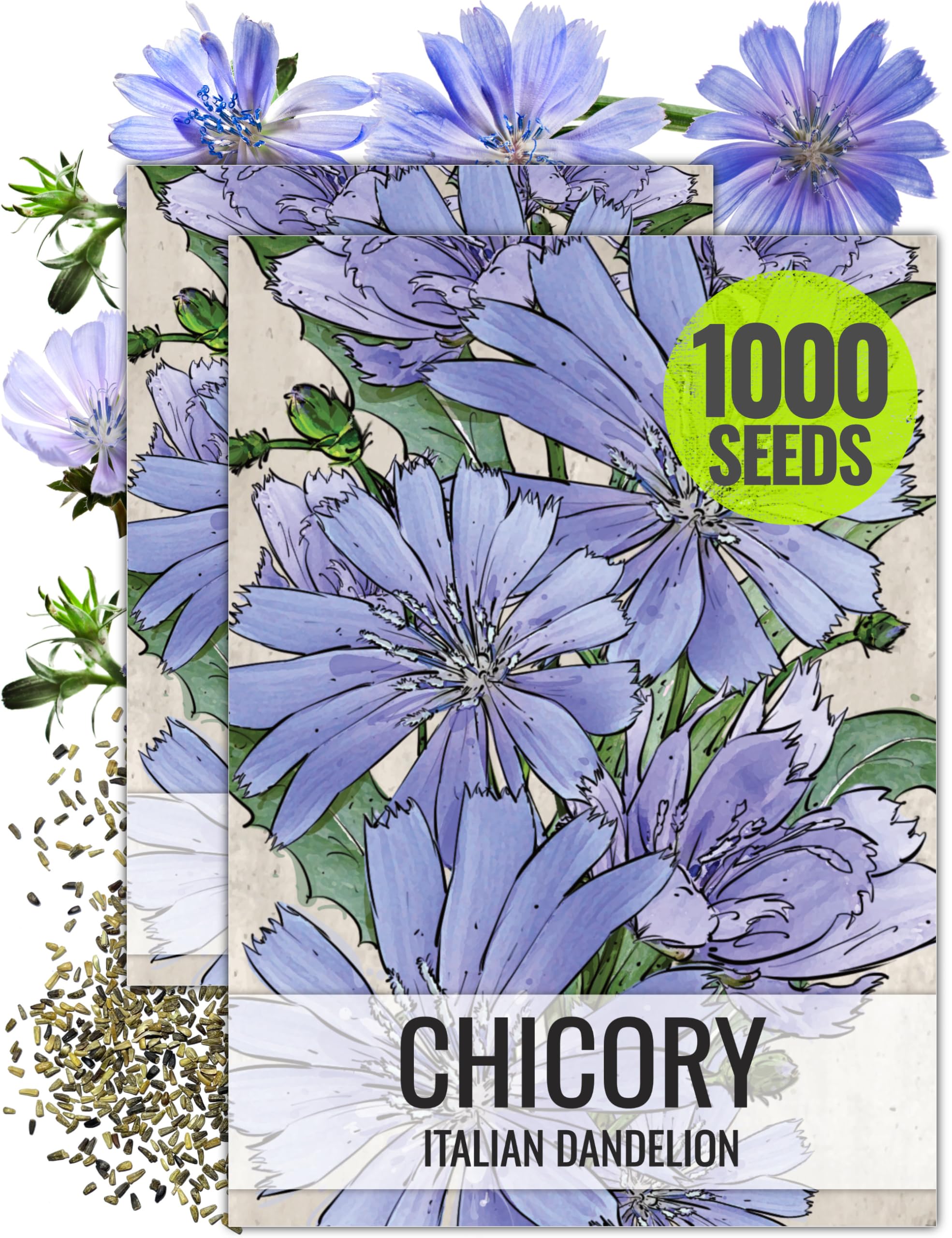 Amazon.com : Seed Needs Chicory Seeds to Plant Italian Dandelion